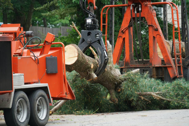 Why Choose Our Tree Removal Services in Bay Springs, MS?