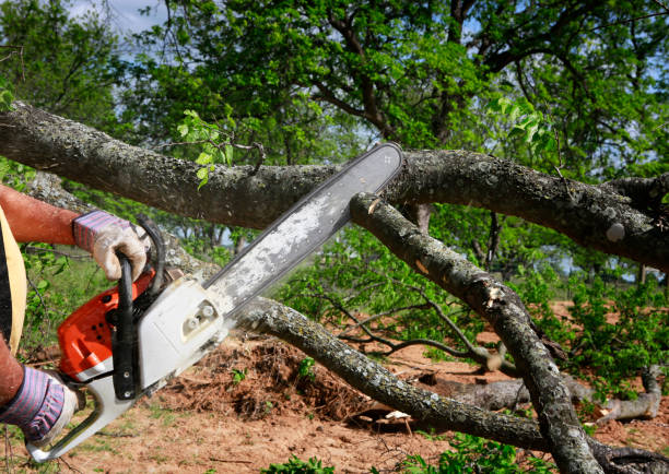 Leaf Removal Services in Bay Springs, MS